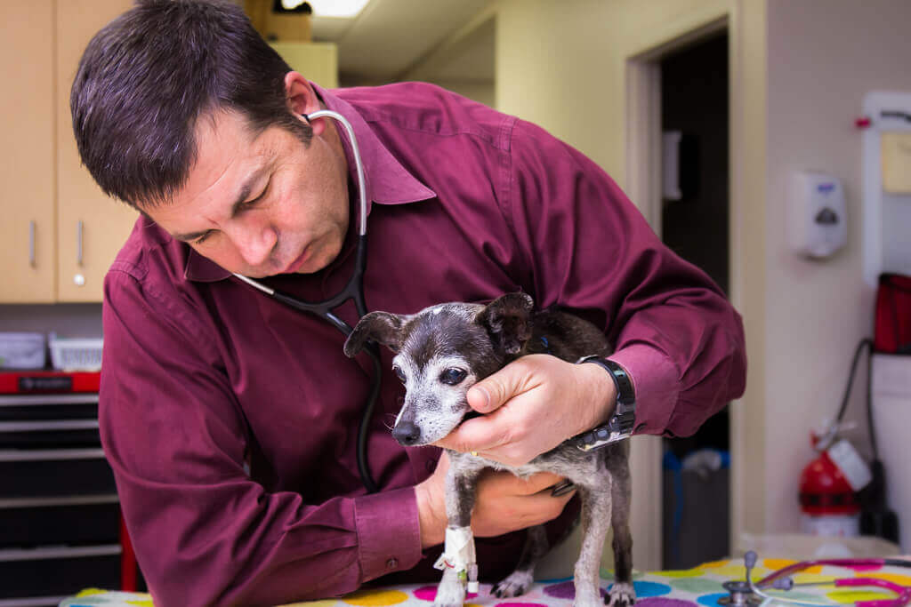 At SCVIM, we work closely with our patients and their pet parents